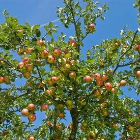 Apple tree (Malus domestica) Annie Elizabeth Img 2